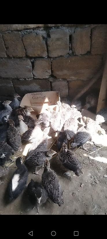 quş damı: Dişi, Kanada, Ətlik, Ödənişli çatdırılma — 4