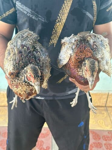 itlerin pulsuz verilmesi: Qafqaz qırqovulu, həm Qafqaz, həm də Qırqovulu növlərinin — 2