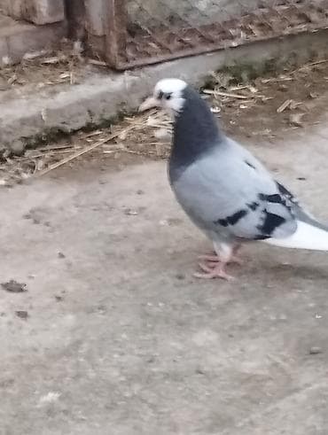 balaca pisik satisi: Salam təmiz qan ağ baş tam sağlam — 2