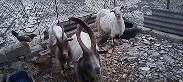 2 ana 4 bala bir erker balalar dişidir qiymeti razılaşma yolu ile — 4