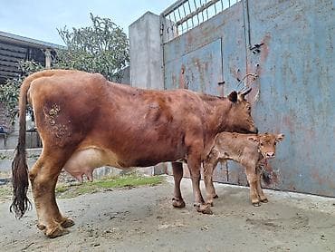 tap az sudluk inəklər: 15 litir süd verir 5 gündü doğub balası erkəydi — 5