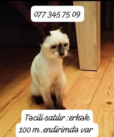 отдам даром кота: Сиамская, Самец, Самовывоз — 1