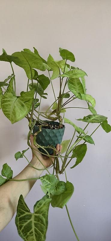 diffenbaxiya bitkisi: Syngonium. Baxımı rahat ve tez böyüyen bitki — 1