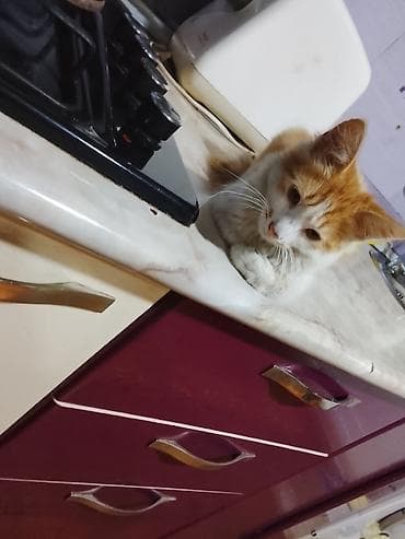 Yaxşı əllərə — 8