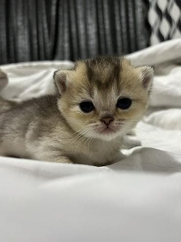 Pişiklər: Britan — 4