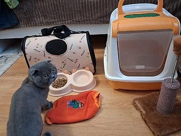 pişik şekli çekmek: Şotland yastı qulaq — 3