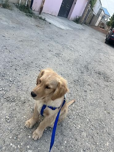 Heyvanlar: Salam qizili temiz qan 3 ayliq erkek golden retriever peyvend — 4