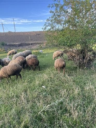 dovşan şəkilləri çəkmək: Qoyun sürüsü – müxtəlif rəngli və yunlu yerli cinslər Məhsul təsviri — 4