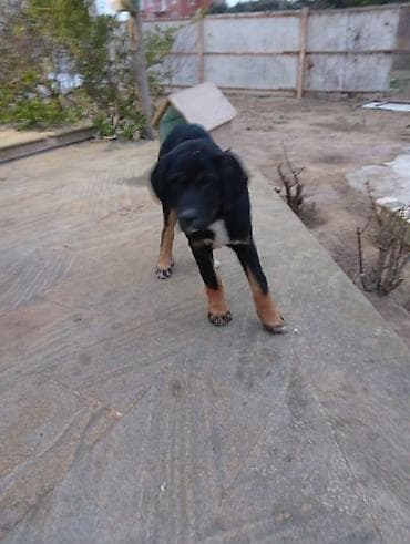 Pişiklər: 4 ay, Erkek, Peyvəndli, Ünvandan götürmə — 5