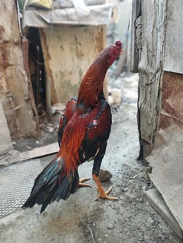 Bece iyul becedi ela bece isdeyenler elaqe saxlasin real alana endirim