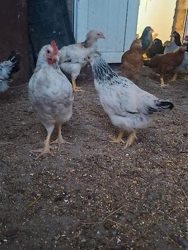 keci balasi satilir: Yerlı kent cucler 3 ay 10 gunluk — 1