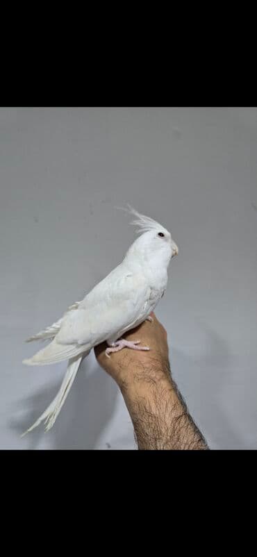 ag dovsan: Ag yanaqsiz erkey va maya cavandilar teze atilib bir yere 9 ayliq. el — 3