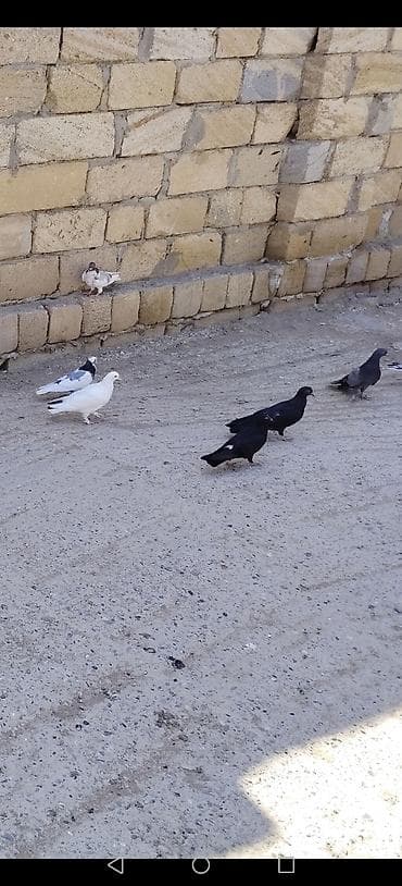 qaz ördək satışı: Salam aleykum tergitme quşlardi 40 olar içinde 5 6 saat ucanlar var — 6