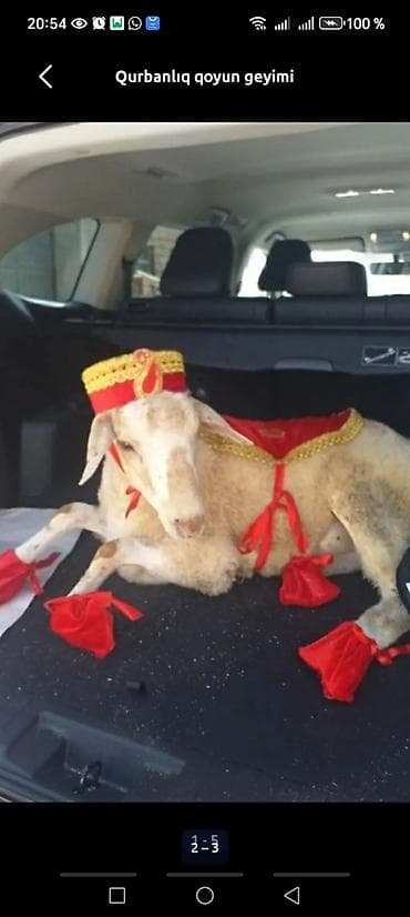 heyvan satisi: Qurbanlıq qoyun üçün bəzəkli geyim dəsti - Dəst tərkibi: qırmızı — 2