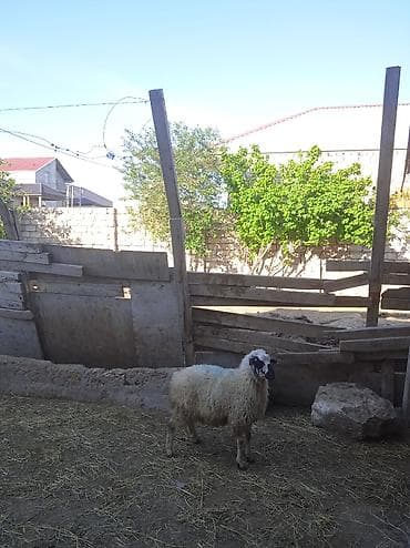 qoyun sortlari: Qurbanlığa yarayan Erkey quzu 240 manatdi — 2