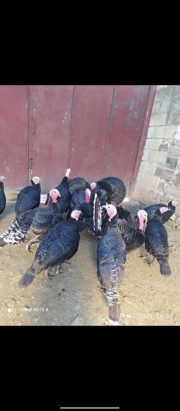 erkek it adlari: Erkək, Ətlik, Ödənişli çatdırılma — 1