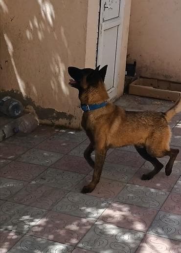 pitbull satisi: Belçika çoban iti, 9 ay, Erkek, Peyvəndli, Ünvandan götürmə — 2