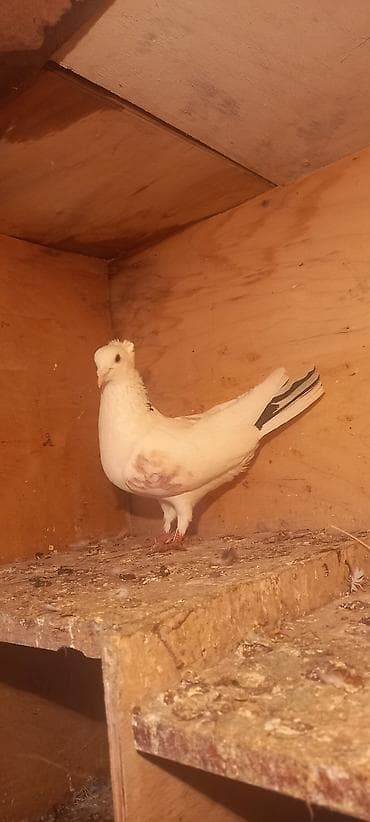 qus bazari bakida: Erkəy — 2