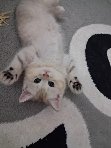 Gəmiricilər: Şinşilla, Dişi, Yaxşı əllərə, Ünvandan götürmə, Ödənişli çatdırılma — 9