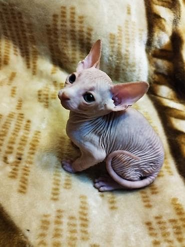 Sfinks