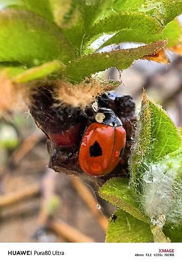 oneplus: Huawei Pura 70 Ultra, 512 GB, rəng - Qızılı — 10