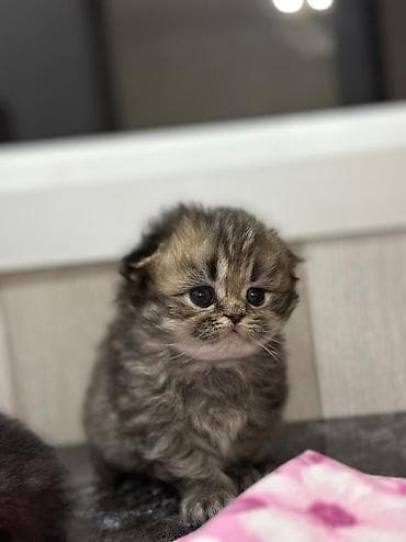 ev pisik: Şotland — 7