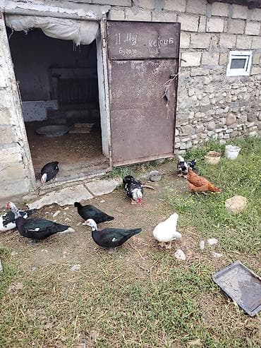 qara mal: Sort Heyvanlardı 1 illik heyvandi yumurtaliyilar biri 30 manat — 7
