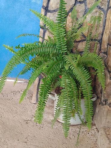 ortopedik yastık: Nephrolepis exaltata (Boston qıjısı) – dekorativ otaq və eyvan bitkisi — 4