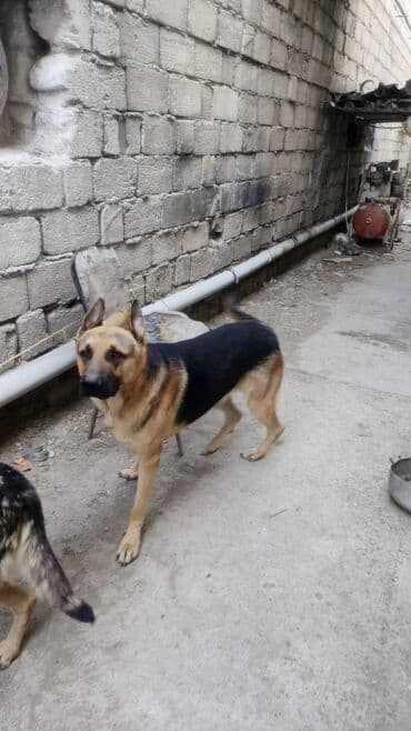 немецкие овчарки щенки купить: Немецкая овчарка, 1 месяц, Самец — 3