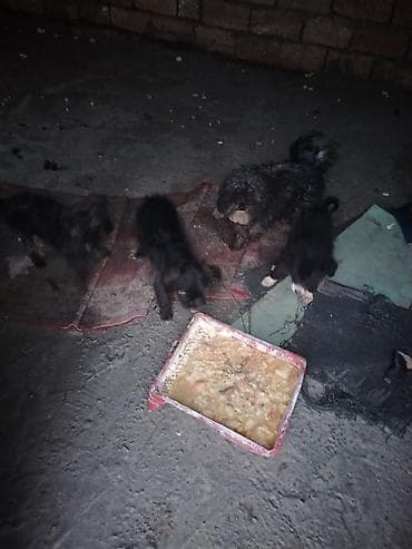 simmental cinsi: 5 ay — 2