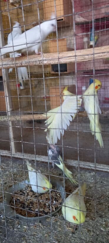 danışan tutuquşu satışı: Yeni dene dusmus balalardir — 4