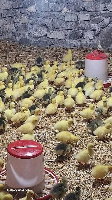 Məhsul: Qaz balaları linda kuban vatçap nömrəsi 055 324 70 31 Təsvir