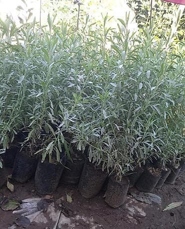 dekarativ aqaclar: Lavanda tingləri – ətirli, çoxillik dekorativ bitki - Növ: Lavandula — 2