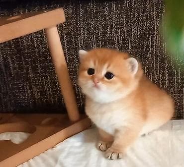 Quşlar: Qızıl şinşilla, Erkək, Yaxşı əllərə, Ünvandan götürmə — 2