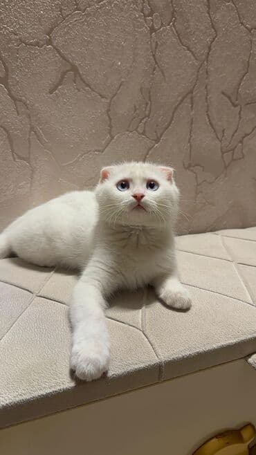 Akvariumlar: Şotland yastı qulaq — 3