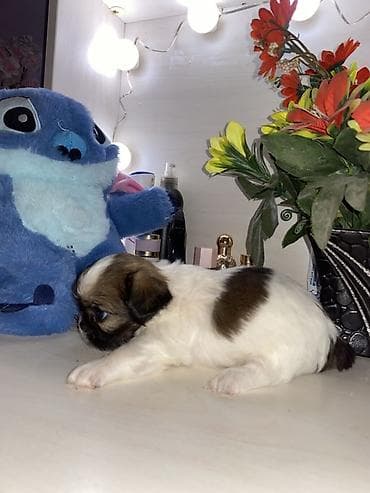 ev itiləri: Məhsul: Pekines balaları - Yaş: 60 günlük - Cins: Pekines - Rənglər — 7