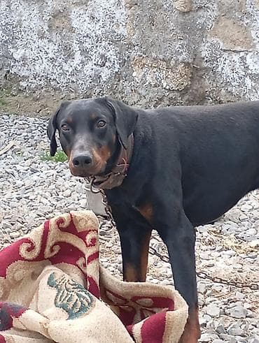 xasqi itləri: Doberman, Erkek, Peyvəndli — 4