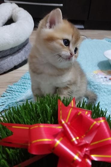 Qızıl şinşilla, Erkək, Yaxşı əllərə, Ünvandan götürmə