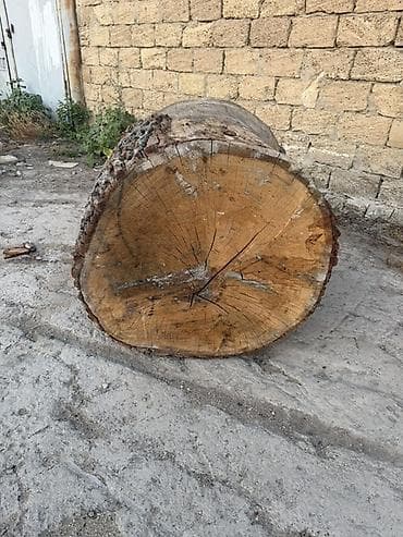 bildircin satisi tap az: 🌳 ƏSL PALID KÖTÜKLƏRİ SATILIR! 🌳 Belə kötüklər hər yerdə tapılmır! — 6