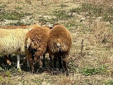 kiçik heyvanlar: Qoyunlar – yerli ətlik/tüklü tip - Şəkillərdəki sürüdən bir neçə baş — 3