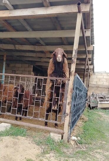 atla eşşəyin cütləşməsi: Erkək, Qala, il: 2, Damazlıq, Ünvandan götürmə — 3