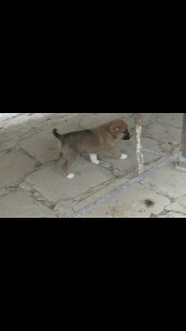 itler: Alabay, Erkek — 2