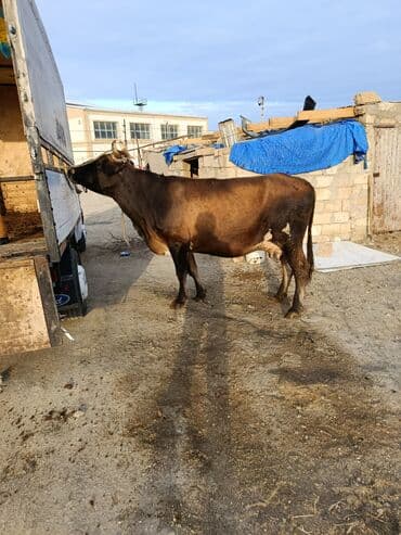 Dişi, il: 5, 400 kq, Ətlik, Ünvandan götürmə, Ödənişli çatdırılma