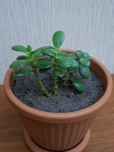 ağaclar: Crassula ovata (Pul ağacı) Bitki tam sağlamdır, zərərvericilər — 1