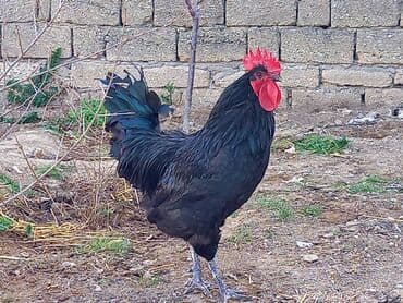 Toyuq cücələri, Damazlıq, Rayonlara çatdırılma, Ödənişli çatdırılma, Ünvandan götürmə