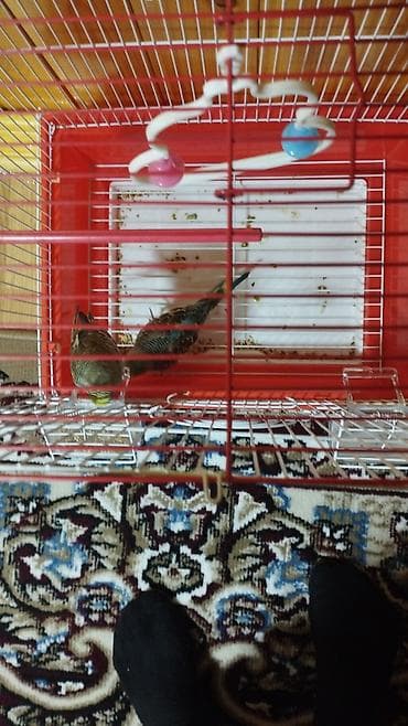 Məhsul: Dalmatinli-buda paraketləri ilə birlikdə qəfəs dəsti Təsvir lalafo.az -da Məhsul: Dalmatinli-buda paraketləri ilə birlikdə qəfəs dəsti Təsvir