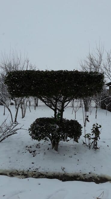 gül toxum satışı: Şitillər — 4