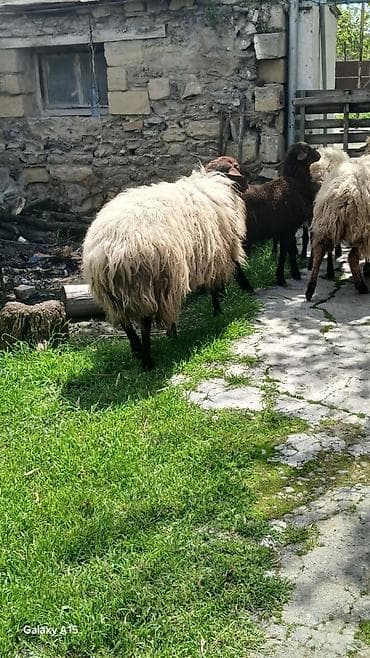 itler tap az: Məhsul: Qoç.Qala sortu 3yaw.real alıya endirim var.elaqe nomre ve — 6