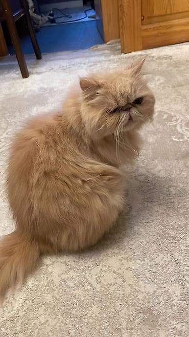 gence pisik: Meyn-kun — 1