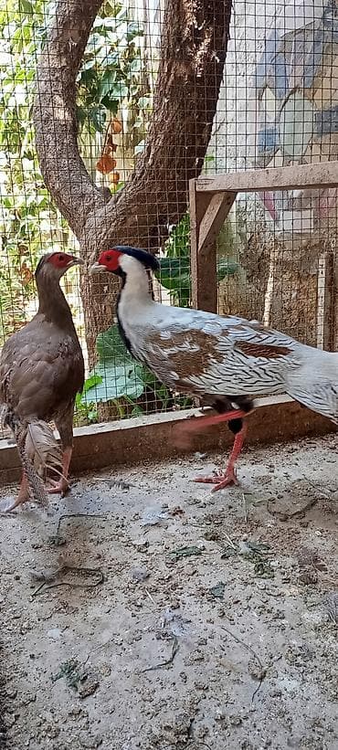 cucə və xoruz: Gümüş Fazan cütü - Növ: Gümüş fazan (Silver Pheasant), 1 erkək və 1 — 3